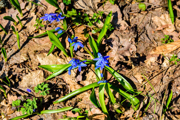 Blue scilla flowers in the forest on spring