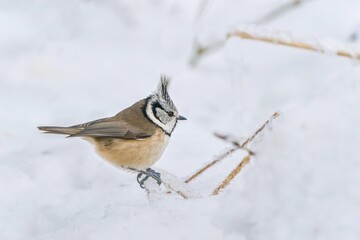 A cute crested tit sitting on the snowy branch. Lophophanes cristatus. Winter scene with a cute titmouse.