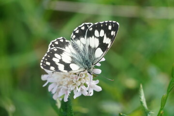 Butterfly Marbled white sitting on a violet flower . Melanargia galathea