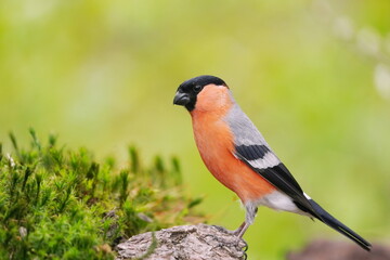 Fototapeta premium A beautiful bullfinch male is sitting on a stone covered with moss. Pyrrhula pyrrhula