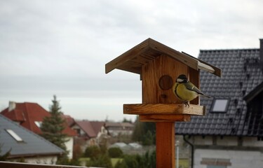 a tit in a wooden feeder, its sunflower