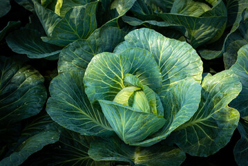 Fototapeta premium Background witn Big cabbage field. Ripe harvest on a Farm or Greenhouse.