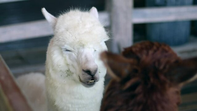 Apaca animal with a cute face