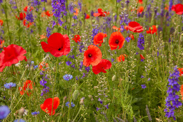 Beautiful spring flower bed with poppies and lavendar