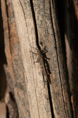 grasshopper in autumn, perfectly camouflaged with the trunk. voracious with vegetation, they cause damage to agriculture, but locusts and crickets are a source of food for many birds and animals.