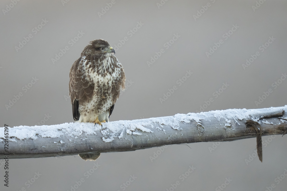 Poster buzzard 