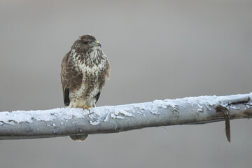 buzzard 