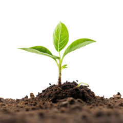 young plant in soil isolated on transparent background