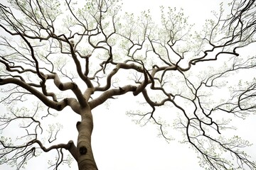 Fototapeta premium tree with branches, autumn view of the tree, tree in winter, an old tree, concept of life