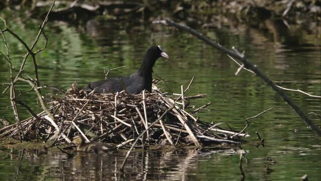 coot on a nest feels disturbed by duckling