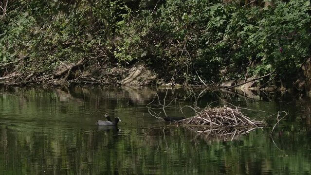 coots at a nest on a lake in spring
