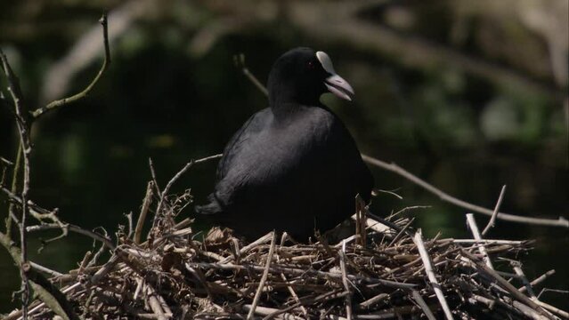 coot on the nest in spring