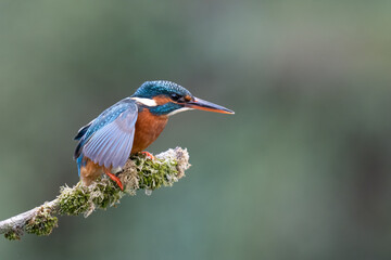 female kingfisher