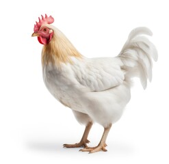 Fototapeta premium A Majestic White Chicken with Vibrant Feathers - Generative AI