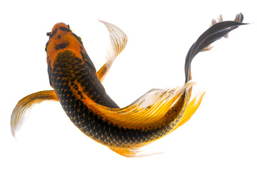 Koi fish isolated on white background. Koi fish close up.
