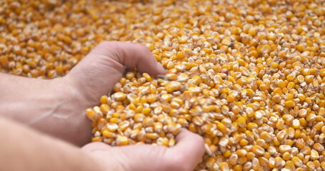 Corn grains in farmer hands.