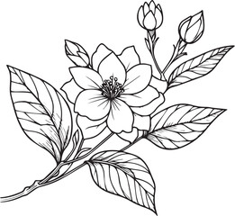 Realistic jasmine flower coloring pages, jasmine flower tattoo drawing, gardenia flower cluster drawing, Cute flower coloring pages, illustration vector art, white jasmine tattoo anti-stress coloring