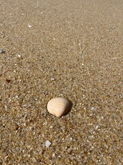 Tender seashells on the sand, natural sea sand background