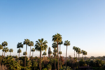 Fototapeta na wymiar palm trees in the morning