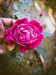 Red rose in the garden
