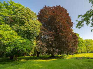 Piękny czerwony buk (Fagus sylvatica), bardzo ładna odmiana majestatycznego drzewa w starym parku.Drzewa w starym parku w szczycie wiosennego rozwoju na tle błękitnego nieba. Obok buka rośnie klon. - obrazy, fototapety, plakaty