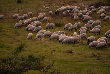 Fototapeta premium The flock of sheep grazing in the clearing after the rain. Autumn landscape at the edge of the colorful forest. Transhumance, an element registered in the UNESCO national heritage