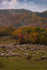 The flock of sheep grazing in the clearing after the rain. Autumn landscape at the edge of the colorful forest. Transhumance, an element registered in the UNESCO national heritage