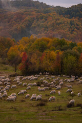 Obraz premium The flock of sheep grazing in the clearing after the rain. Autumn landscape at the edge of the colorful forest. Transhumance, an element registered in the UNESCO national heritage
