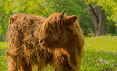 Młode cielę bydła szkockiego rasy highland spogląda na drzewa w słoneczny wiosenny dzień. Młoda krowa o zmierzwionej sierści zakręconej w prawdziwe dredy zachwyca się przyrodą. - obrazy, fototapety, plakaty
