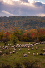 Fototapeta premium The flock of sheep grazing in the clearing after the rain. Autumn landscape at the edge of the colorful forest. Transhumance, an element registered in the UNESCO national heritage