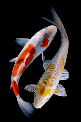 Koi fish isolated on black background. Fish with clipping path.
