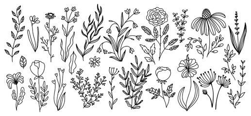 Floral doodle set. Vector hand-drawn illustration of flowers and herbs. Thin line sketch.