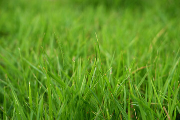 green grass background