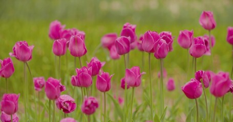 Obraz na płótnie Canvas Beautiful Red Tulips Blooming On Field
