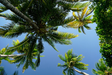 palm trees against blue sky in a tropical island