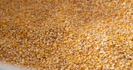 Corn grains in farmer hands.