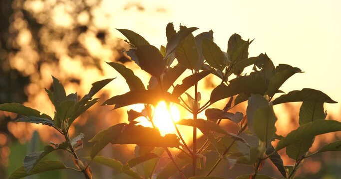 Mitragyna speciosa Korth, Mitragyna speciosa Korth tree growing, herb