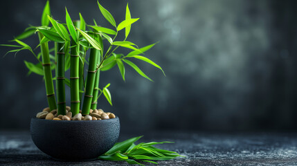 Lucky bamboo, a symbol of good fortune and positive energy, graces spaces with its elegant greenery, bringing both beauty and auspicious blessings to any environment - obrazy, fototapety, plakaty