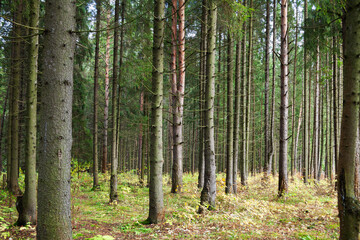 Obraz premium Coniferous forest on a clear sunny warm summer day