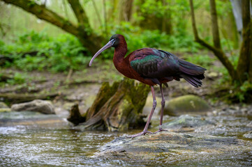 A brown ibis stands in a stream. This flows through a small forest in the Hellabrunn Zoo in Munich.