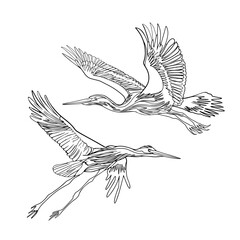 Set of heron birds in different poses for nature design. Flying and standing herons. Gray heron (Ardea cinerea), realistic drawing, illustration isolated image on white background