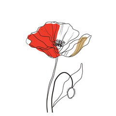 Elegant line drawing of a wild poppy flower. Illustration for invites and cards