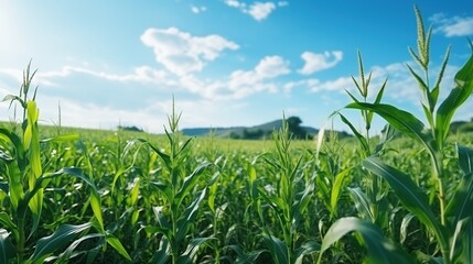 Beautiful sunny day over the green large field of corn. Majestic rural landscape with blue sunny sky with clouds. Idea concept corn harvest. - obrazy, fototapety, plakaty