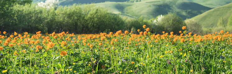Panoramic view of a blooming alpine meadow. Bright orange flowers, trollius asiaticus. Selective...