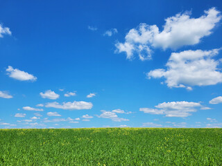 Background with green grass and blue sky with snow-white clouds - obrazy, fototapety, plakaty