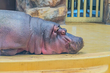 Giant hippopotamus sleeping beauty in the zoo