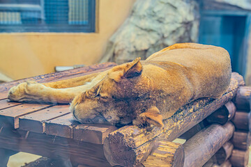 A lioness sleeping on a wooden pedestal, close up photo. A resting predator in the afternoon. Lovely Lioness. Close-up African lioness Panthera leo.