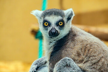 Fototapeta premium Single Lemur staring directly at camera