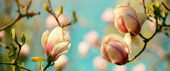 Vintage blooming magnolia trees. Springtime. Natural vintage flowers background. Horizontal banner