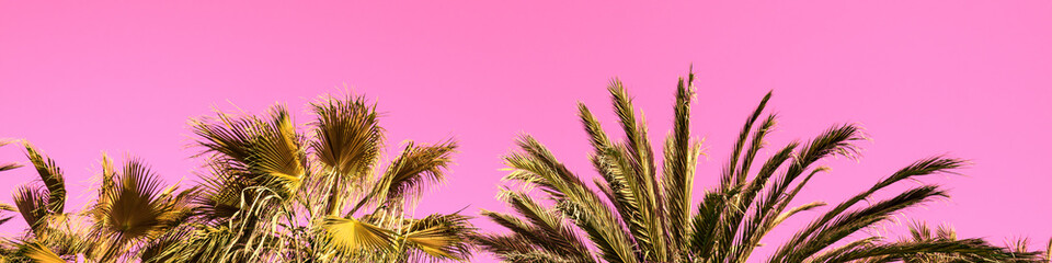 tops of the palm trees against a pink background. Leaves of tall palm trees. Horizontal banner